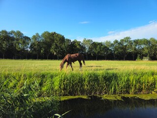 Horses in a rural farm field. Summer landscape with a horse. Miniature: Horses is grazing on a green meadow on a bright summer sunny day.