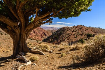 Obraz premium Desert landscape with tree and mountains.