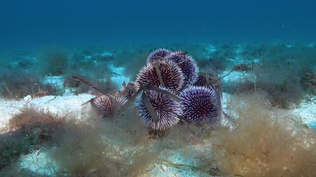 Marine life - Sea urchins ar the seabed