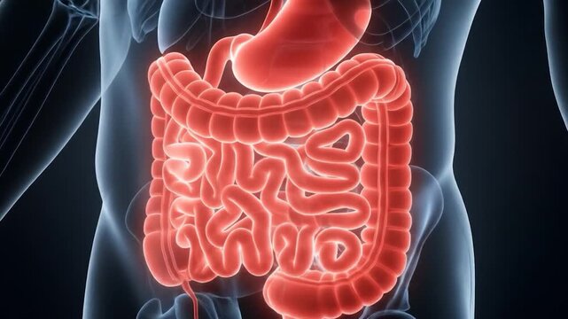 Human digestion Abdomen showing digestive system for anatomy use