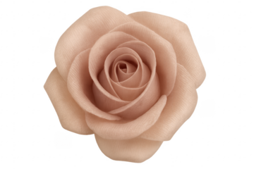 Delicate pink rose blooming with transparent background