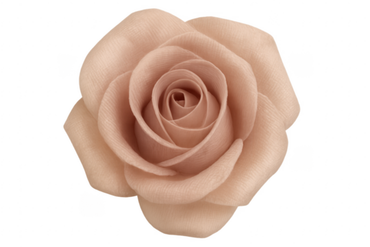 Delicate pink rose blooming with transparent background