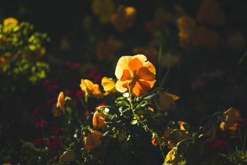 Sunlit yellow and orange flowers create a vibrant, cheerful scene in the garden. A close-up view of vibrant yellow and orange flowers basking in sunlight, creating a warm, inviting scene.