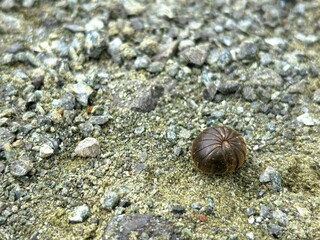 Woodlice of the species Armadillidium vulgare forming a ball on a rock
