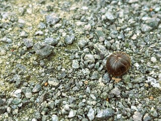Woodlice of the species Armadillidium vulgare forming a ball on a rock