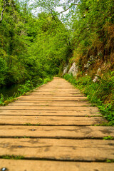 Obraz premium Wooden Pathway Through the Peak District’s Green Forest