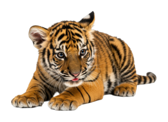 Playful tiger cub in studio setting wildlife adorable captivating feline concept isolated on transparent background
