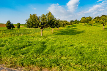 Obstbäume im Sommer