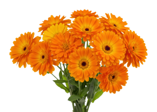 Vibrant orange flower bouquet home decor floral arrangement bright environment nature's beauty isolated on transparent background