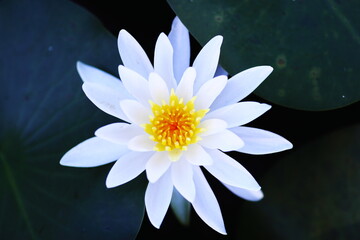 白いスイレンの花