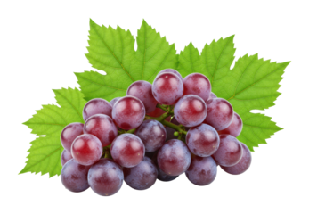 Harvesting fresh grapes vineyard food natural setting organic produce isolated on transparent background