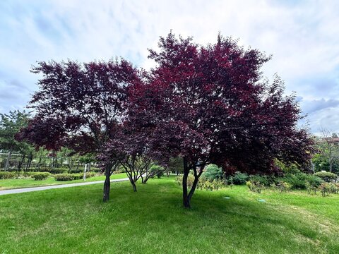 Prunus cerasifera &lsquo;Nigra&rsquo;, also known as Purple Leaf Plum, a stunning ornamental tree with deep burgundy foliage, creating dramatic contrast in landscapes, perfect for gardens, parks, and urban design