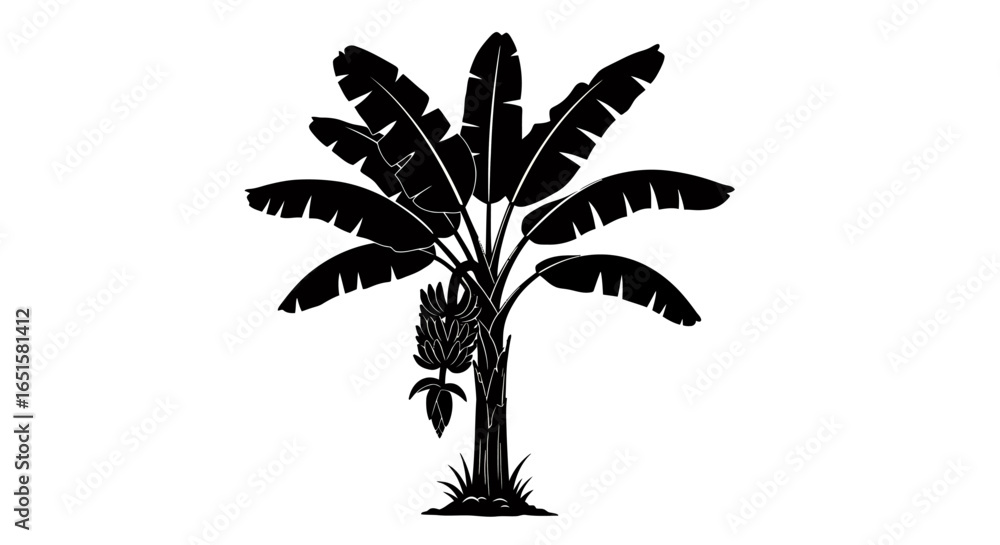 Poster high-resolution vector graphic of a banana tree with leaves and fruit, perfect for design projects n