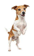 Playful dog standing upright studio setting animal bright joyful expression isolated on transparent background