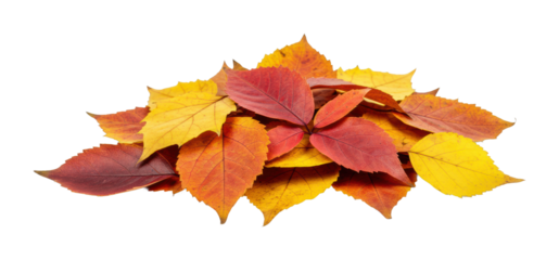 Falling leaves collection autumn forest natural elements seasonal beauty isolated on transparent background