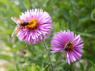 Two pollinators on purple asters in full bloom