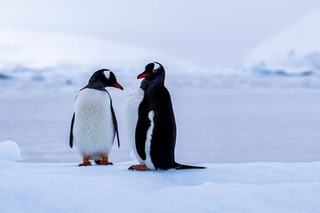 Fototapeta premium Gentoo penguin behavior on Iceberg in Antarctica