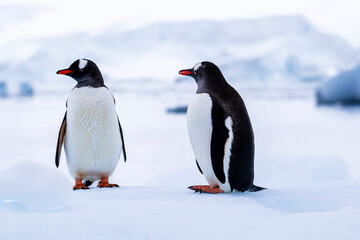 Gentoo penguin behavior on Iceberg in Antarctica