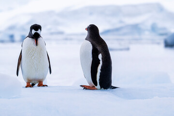 Obraz premium Gentoo penguin behavior on Iceberg in Antarctica