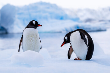 Fototapeta premium Gentoo penguin behavior on Iceberg in Antarctica
