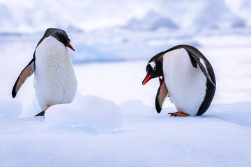 Fototapeta premium Gentoo penguin behavior on Iceberg in Antarctica