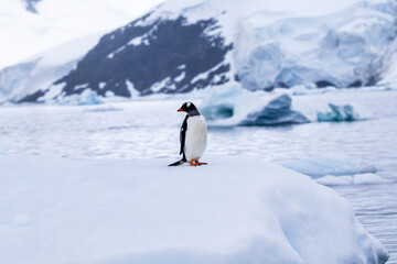 Obraz premium Gentoo penguin behavior on Iceberg in Antarctica