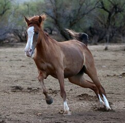 Wild Horse Running in Desert 