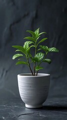Obraz premium Green Plant in White Pot, Dark Background
