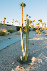 cactus landscaping on side of street