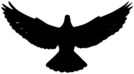 Fototapeta premium Silhouette of a soaring bird with outstretched wings, symbol of freedom