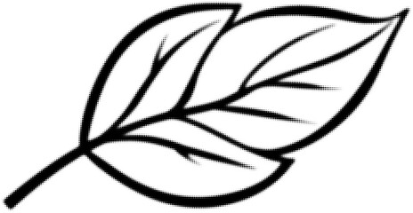 Black and white line drawing of a simple leaf with clear veins illustration