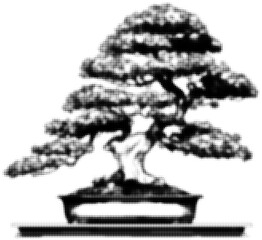 Obraz premium Black and white halftone bonsai tree in pot, decorative digital illustration