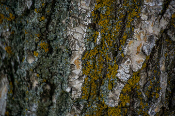 Close-up of Tree Bark with Moss and Lichen Texture