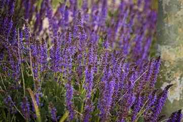 Obraz premium Field of Purple Wildflowers in Bloom