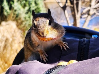 chipmunk  eating nuts