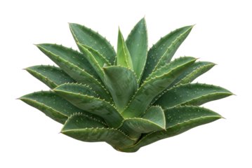 Vibrant agave plant botanical garden high-resolution natural setting captivating greenery concept isolated on transparent background