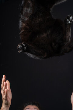 Woman catching cat after jump with visible frozen cat dander on black background