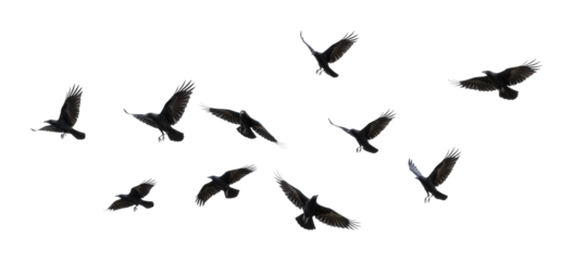 Flocks of black birds flying against a nature minimalist aesthetic isolated on transparent background