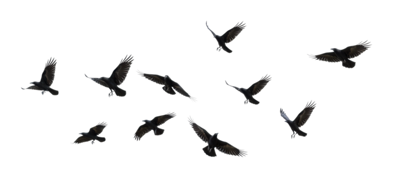 Flocks of black birds flying against a nature minimalist aesthetic isolated on transparent background
