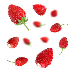 Fresh ripe wild strawberries in air against white background