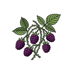 Illustration of a blackberry plant with ripe purple berries and detailed green leaves.