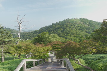 登山道からの日出ヶ岳　Mt. Hidegatake from the hiking trail　(奈良県大台ヶ原で撮影)
