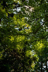 Obraz premium 鎌倉25815 寿福寺6 緑もみじ