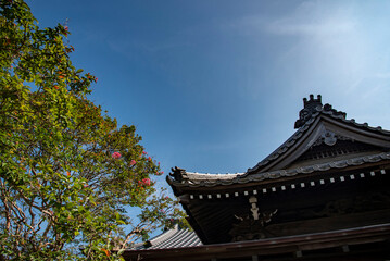 Fototapeta premium 鎌倉25816 本覚寺1 百日紅