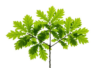 Vibrant green oak leaf branch nature botanical white freshness concept isolated on transparent background
