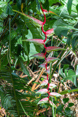 Flower of Heliconia chartacea 'Sexy Pink' Plant