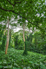 Along the Manoa Falls Trail on Oahu, Hawaii