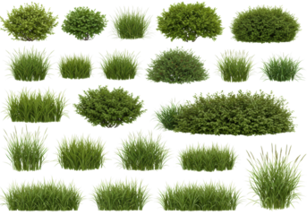 Lush green plant varieties nature scene botanical collection gardening inspiration isolated on transparent background