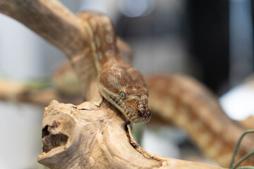 Children’s python snake close up scales pattern  eyes reptile wildlife detail