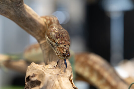 Children&rsquo;s python snake close up scales pattern  eyes reptile wildlife detail
